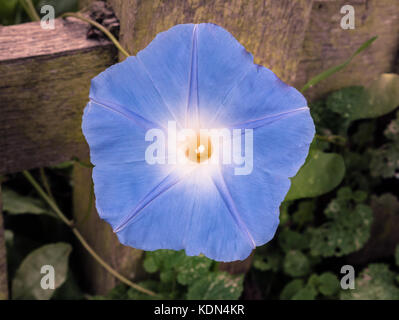 Single ipomoea tricolor 'Heavenly Blue' morning glory im Blick von oben Stockfoto