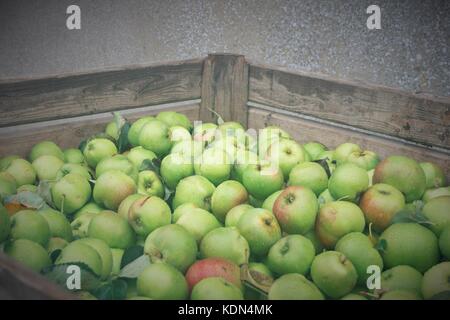 Eine vollständige Apple bin von Ausgewählt bramley Äpfel in co Armagh, Nordirland Stockfoto