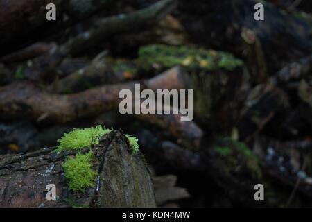 Moos auf einem Baumstamm mit Stöcken dahinter aus Fokus auf einem Bauernhof in co Armagh, Nordirland Stockfoto