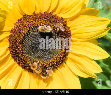 Apis mellifera oder Biene sammelt Nektar und Pollen von einer Sonnenblume. Stockfoto