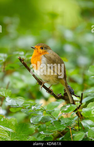 Foto von einer schönen kleinen Robin sitzen auf einem Ast Stockfoto
