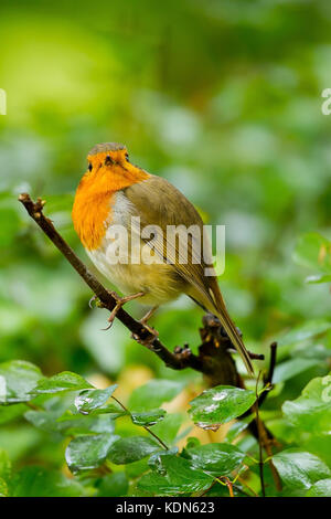 Foto von einer schönen kleinen Robin sitzen auf einem Ast Stockfoto