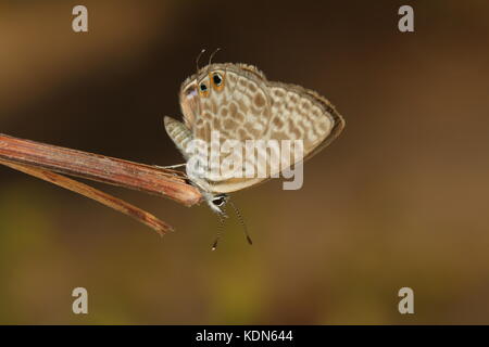 Long-tailed Blue Stockfoto