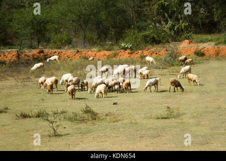 Foto von einer Herde von Ziegen grasen auf einem Feld in Indien Stockfoto