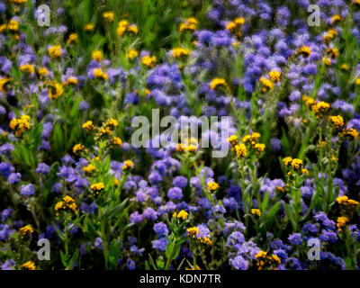 Nahaufnahme von Teufelssalat oder Fiddleneck (Amsinckia tessellata) und Purple Fremont's Phacelia (Pacelia fremontii). Carrizo Plain National Monument, C Stockfoto