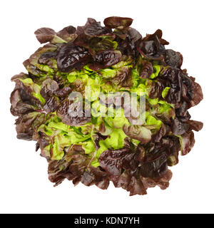 Red oak leaf Salat von oben über Weiß isoliert. Auch als oakleaf, eine Vielzahl von Lactuca sativa. rot Butter Kopfsalat mit deutlich gelappten Blätter Stockfoto