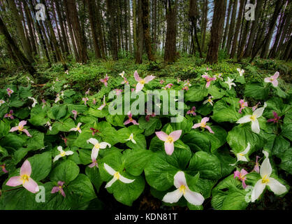 Pflaster von Western Trillium (Trillium ovatum) oder Western Wake Robin. Oregon Stockfoto