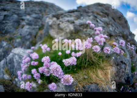 Sea Thrift oder Sea Pink Gowing im Burren. County Clare, Irland Stockfoto