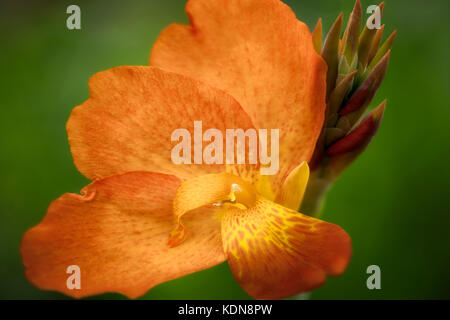 In der Nähe von Orange Punch Canna. Oregon Stockfoto