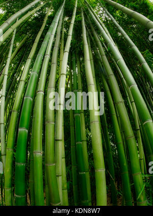 Nahaufnahme von Bambus. Hughes Water Garden, Oregon Stockfoto