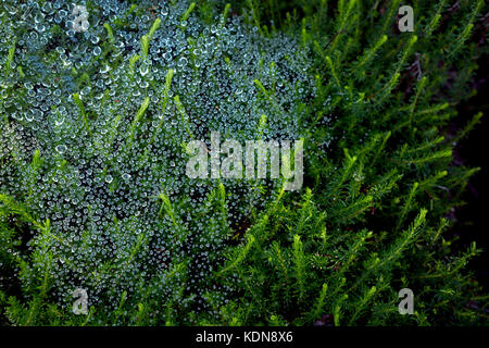 Tautropfen auf Heather Anlage. Oregon Stockfoto