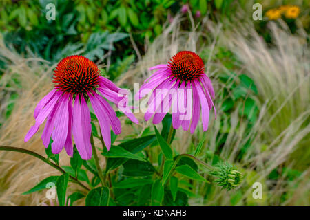 Echinacea purpurea Magnus, zwei perfekte Kegel Blumen in einer Nahaufnahme. geschossen im Sommer mit Laub. Stockfoto