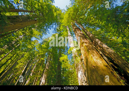 Sonnigen Tag im redwoods National Park in Kalifornien Stockfoto