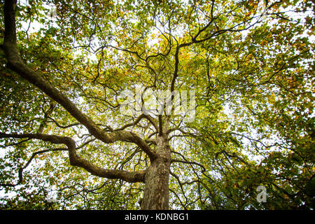 London Flugzeug Baum im Herbst in Kew Gardens London Stockfoto