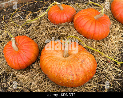 Große reife orangefarbene Kürbisse auf Strohbett, Rouge Vif D'Etampes, Herbst, Großbritannien Stockfoto