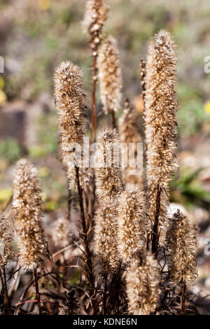 Liatris spicata, den dichten Blazing Star oder Prairie gay Feder aus der Art geschlagen Stockfoto