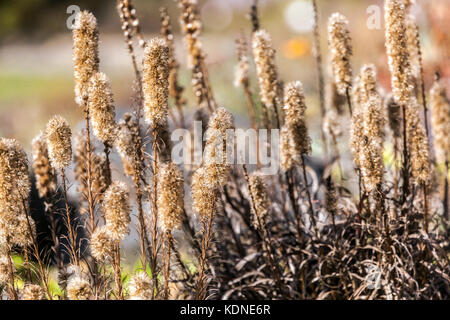 Liatris spicata, dichten Blazing Star seedheads Stockfoto