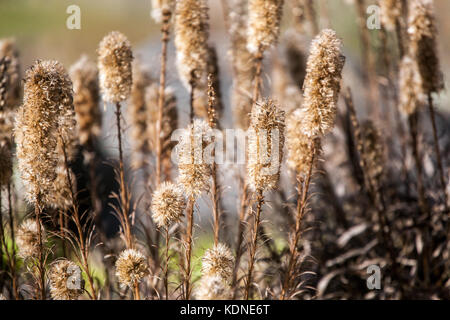 Liatris spicata, den dichten Blazing Star oder Prairie gay Feder, seedheads Stockfoto