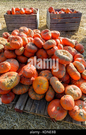 Hunderte frisch gepflückter, ungewaschener Kürbisse, die im Freien in großen Holzkisten im Sonnenlicht mit Stroh auf dem Boden gestapelt sind. Stockfoto