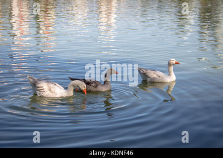 Gänse schwimmen in einem See am Barigui Park - curitiba, Parana, Brasilien Stockfoto