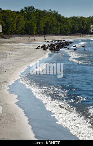 Kanadagänse am Sandufer des Outlet Beach im Sandbanks Provincial Park im Prince Edward County am Athol Bay Lake Ontario Stockfoto