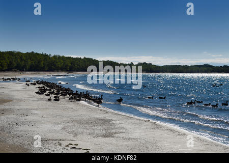 Schwärme von Kanadagänsen auf Sand am weitläufigen Outlet Beach des Sandbanks Provincial Park in Prince Edward County am Athol Bay Lake Ontario Stockfoto