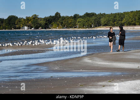 Ein Paar geht am Outlet Beach des Sandbanks Provincial Park in Prince Edward County am Lake Ontario am Sandbar mit Möwen spazieren Stockfoto