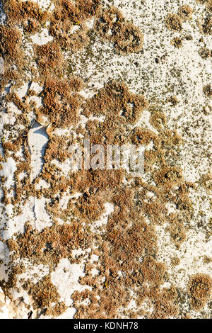 Moos auf altem Holz- Oberfläche Stockfoto