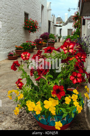 Schöne pelargonium Blumen auf der Straße von alberobello schöne alte historische Stadt mit Trulli, Region Apulien, Süditalien Stockfoto