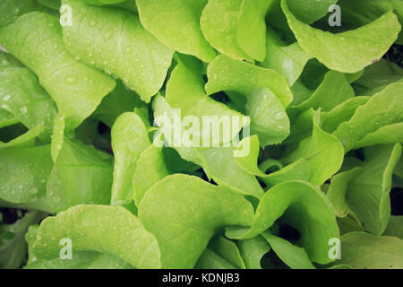 Frischer grüner Salat Salat. Veggie Hintergrund. Bunte grün im Garten. Vegetarisches Essen. Gesunde Lebensweise. Makro Foto. Stockfoto