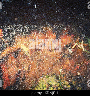 Moos und Laub unter der Eisoberfläche. getönten Foto. winter Textur. gefrorenen Pfütze unter der Sonne. strukturierten Hintergrund. vintage Foto. kenozersky Stockfoto