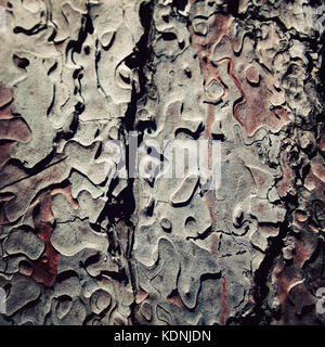 Pine Tree bark Textur.. im Alter von Foto. Texturierte Rinde closeup auf Pine Tree Trunk. getönten Foto. Stockfoto