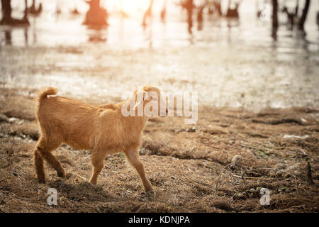 Schafe gehen neben dem Fluss Stockfoto