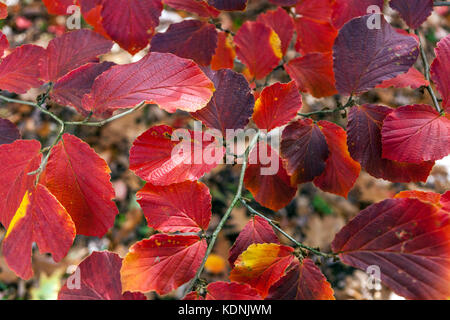 Zaubernuss Hamamelis intermedia 'Primavera', rote Blätter im Herbst Stockfoto