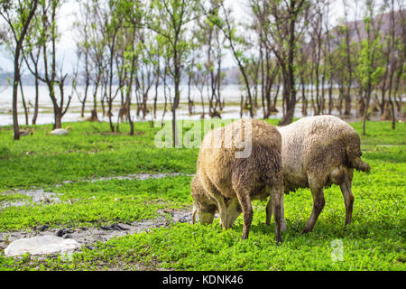Schafe auf dem Feld Stockfoto