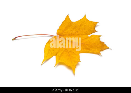 Fallenden Ahornblatt auf weißem Hintergrund. Stockfoto