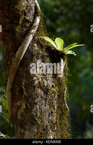 Jungvogel Nest Fern (Asplenium sp.) und Rebe wächst auf Baumstamm. Couchy Creek Nature Reserve. New South Wales. Australien. Stockfoto