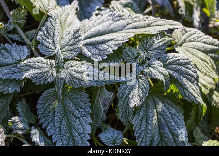 Reif auf Nessel im Herbst Tag im warmen Sonnenlicht Stockfoto