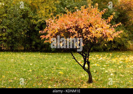 Einsamer Baum auf einer Lichtung in einem Park von einem Herbsttag mit roten und gelben Blätter und Gras um durch Laub abgedeckt. Stockfoto