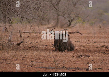 Blue Wildebeest in den Krüger National Park, Südafrika Stockfoto