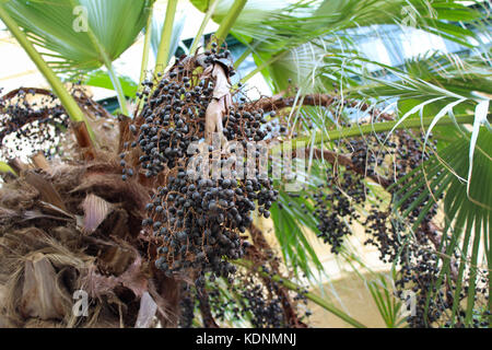 Palm Obst ernten, bis sich Malta Stockfoto