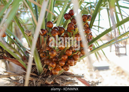 Palm Obst ernten, bis sich Malta Stockfoto