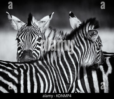 Nahaufnahme von zwei zebra Fellpflege in Schwarz und Weiß. Swasiland Stockfoto
