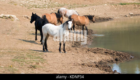 Aprikosen-Dun-Hengst mit hellweißem Buchsleder und einer Herde (kleines Band) von Wildpferden am Wasserloch in der Pryor Mountains Wild Horse Range in Montana Uni Stockfoto