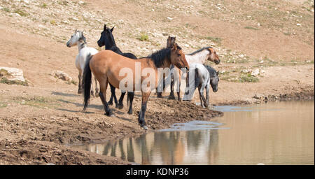 Dun Buckskin Stute mit einer Herde wilder Pferde am Wasserloch in der Pryor Mountains Wild Horse Range in Montana, USA Stockfoto