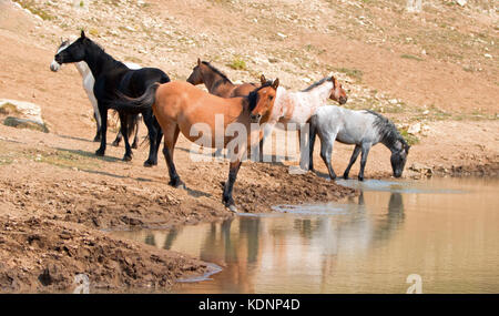 Dun Buckskin Stute mit einer Herde wilder Pferde am Wasserloch in der Pryor Mountains Wild Horse Range in Montana, USA Stockfoto