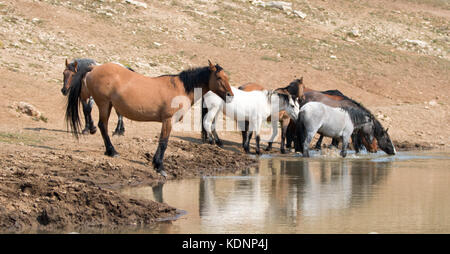 Dun Buckskin Stute mit einer Herde wilder Pferde am Wasserloch in der Pryor Mountains Wild Horse Range in Montana, USA Stockfoto