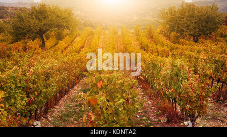 Goldenes Licht und Farben des Herbstes in einer französischen Weingut in der Provence im Oktober. Stockfoto