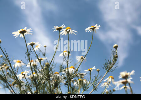 Kamillenblüten wiese feld Stockfoto