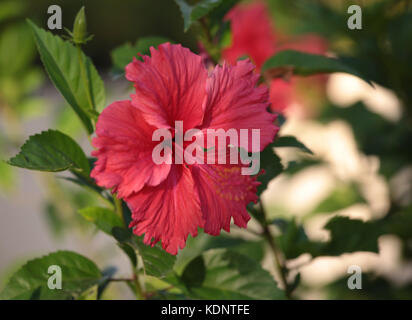 Flower Red Hibiscus Garten grüne Blätter treibt. Stockfoto